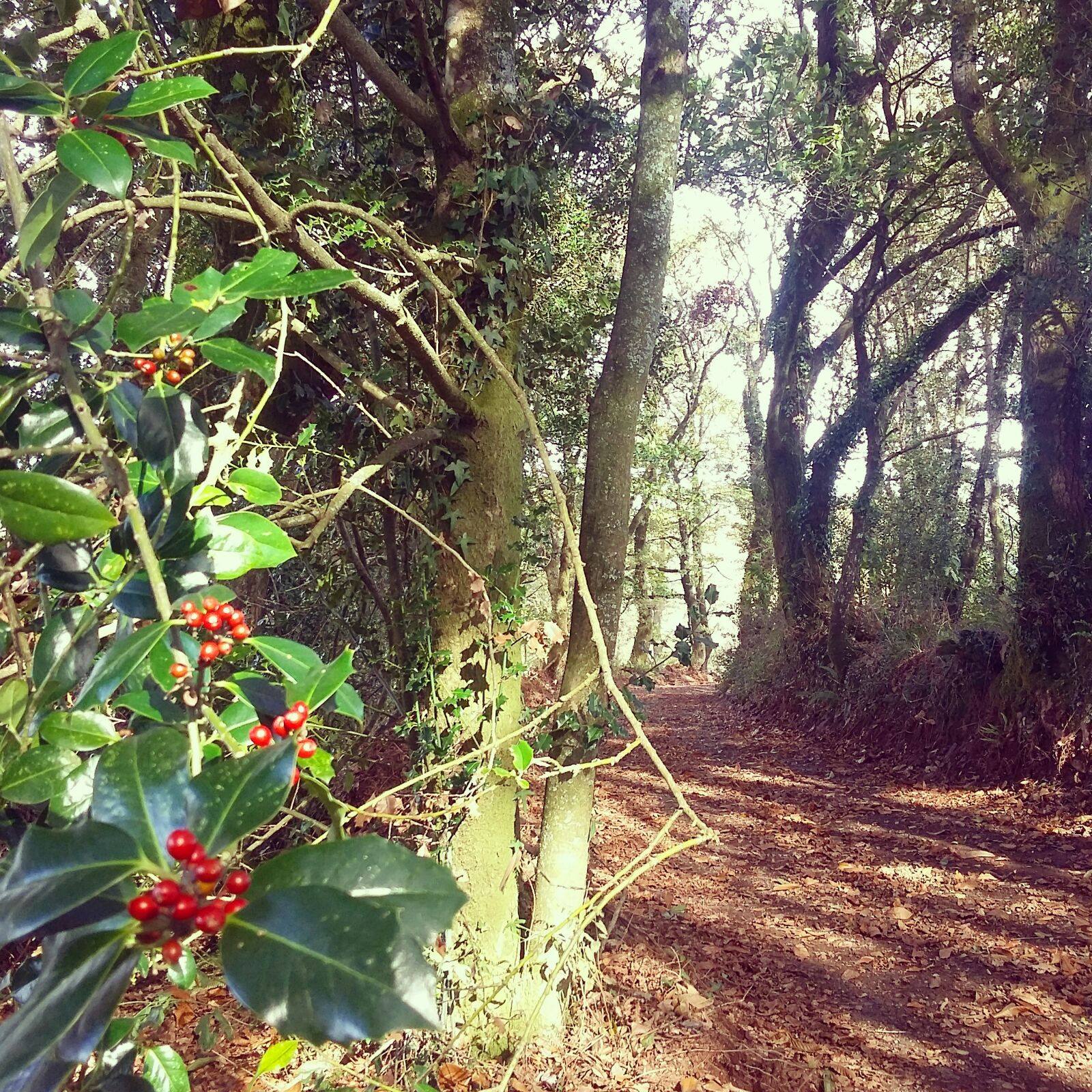 Apadrina un Camino - foto de invierno